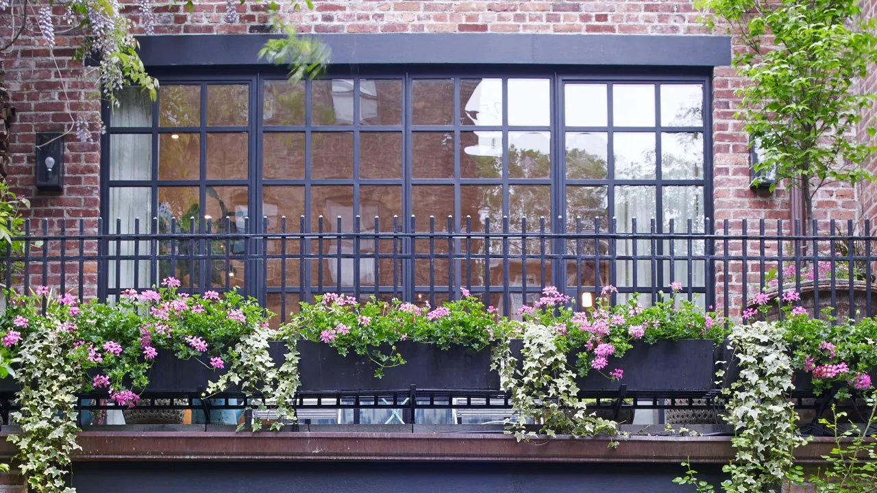 What is the best plant for a window box?
